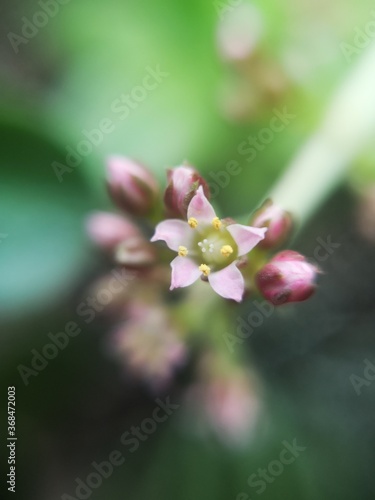 close up of a flower