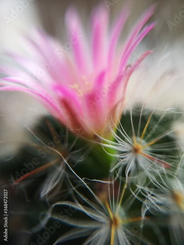 cactus close up
