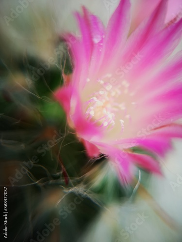 inside the flower