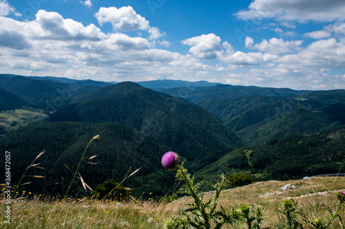 A field with a mountain in the background and a purple cotton thistle in the middle (Onopordum acanthium) photo