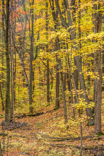 Fall time in park