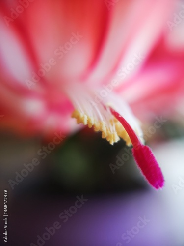 inside the flower