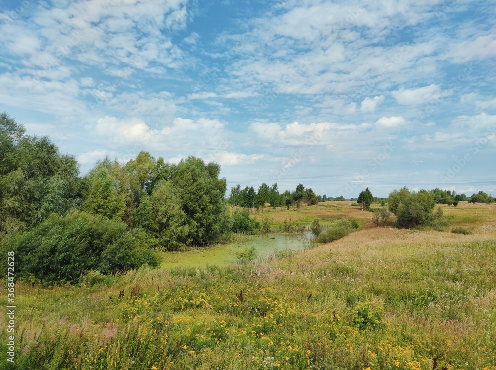 marshland in a field among grass and trees against a blue cloudy sky