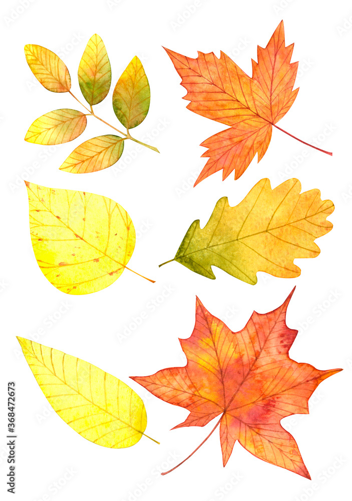 Set of autumn leaves( maple, oak, birch, etc.) on a white background.Watercolor collection with botanical design elements.Hand drawn illustrations.For stickers,print,patterns,greetings,postcards,paper Set of autumn leaves( maple, oak, birch, etc.) on a white background.Watercolor collection with botanical design elements.Hand drawn illustrations.For stickers,print,patterns,greetings,postcards,paper