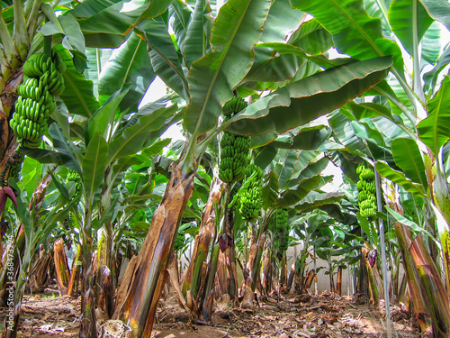 Gran Canaria, Spain - 10/23/2007: Banana plantation with banana tree