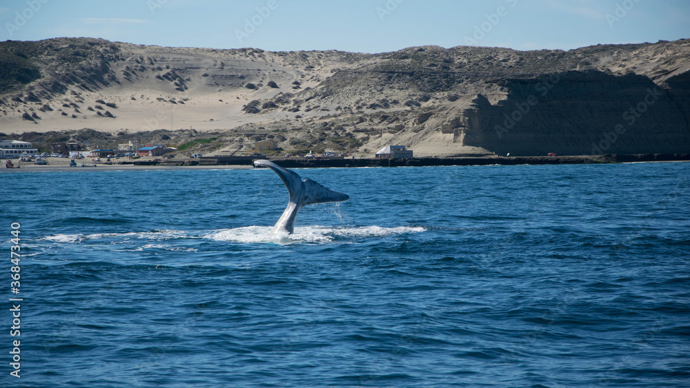 Fototapeta premium Ballenas