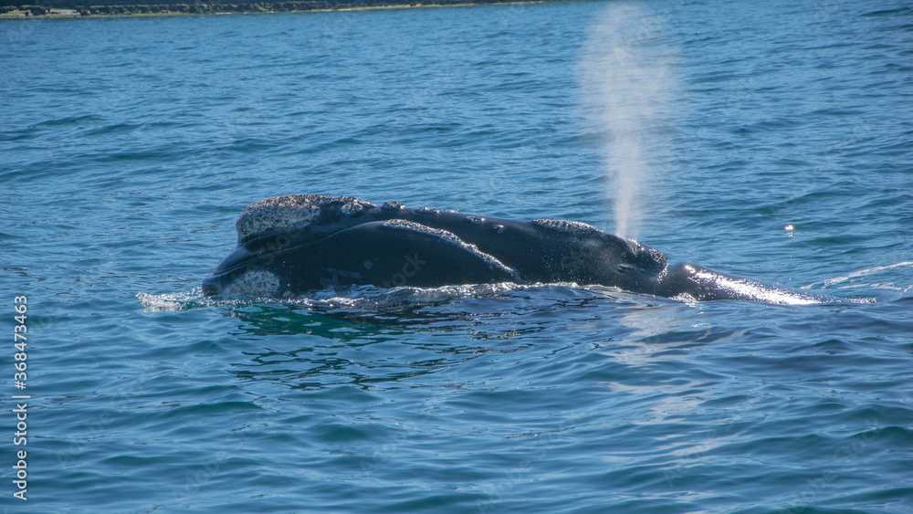 Fototapeta premium Ballenas