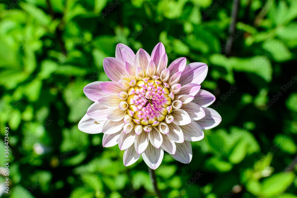 Close up of many beautiful large light pink dahlia flowers in full bloom on blurred green background, photographed with soft focus in a garden in a sunny summer day. Close up of many beautiful large light pink dahlia flowers in full bloom on blurred green background, photographed with soft focus in a garden in a sunny summer day.
