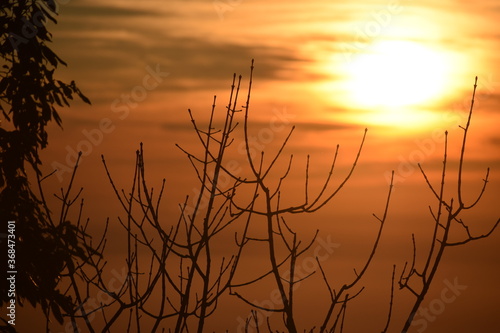 Beautiful branches of tree isolated on sunset background