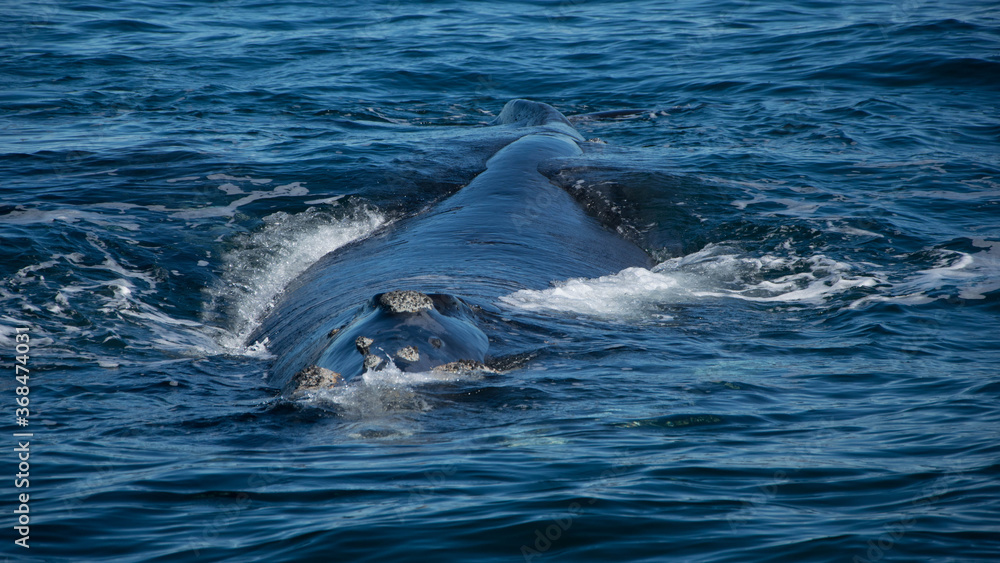 Fototapeta premium Ballenas