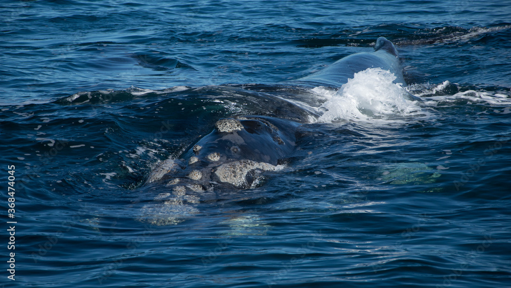 Ballenas Ballenas