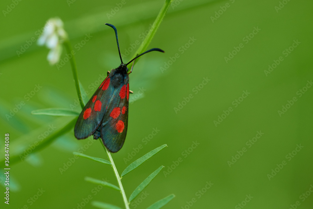 Fototapeta premium Kleines Fünffleck-Widderchen (Zygaena viciae) 