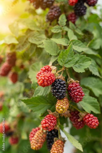 blackberry species bush. Ripe, ripening, and unripe blackberries Fresh organic  fresh berry bush local farming. agricultural theme harvest summer time. Vertical composition photo. flecks of sunlight