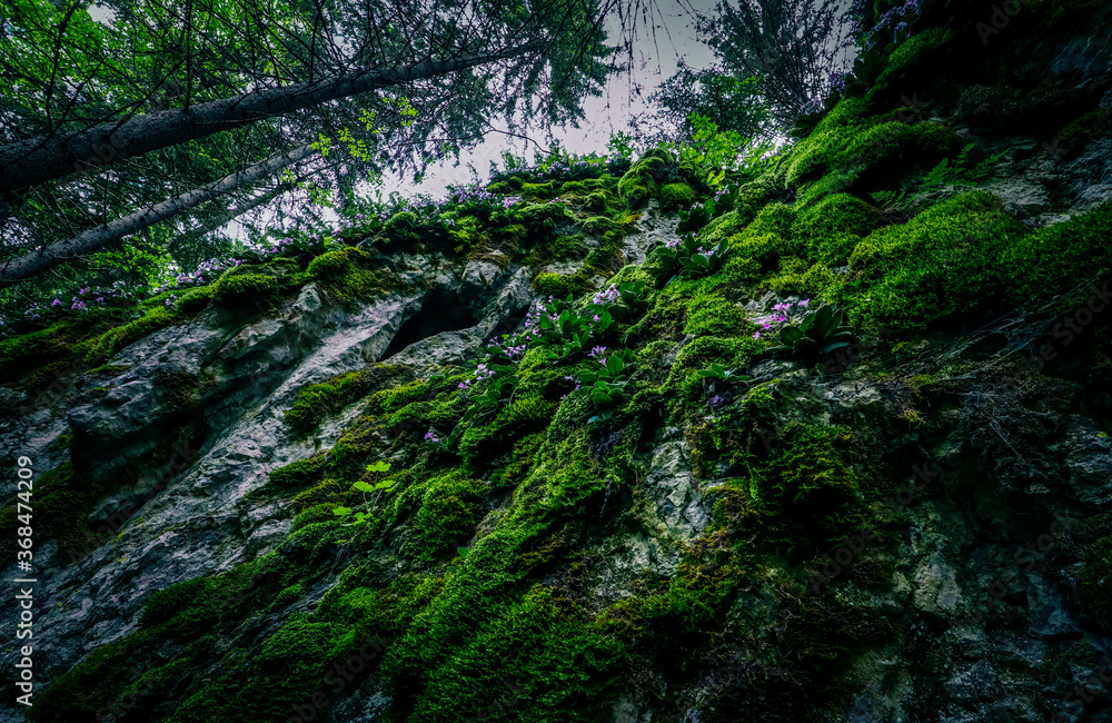 Old mossy stone wall in pine trees in green forest. Evening in a spooky woods.