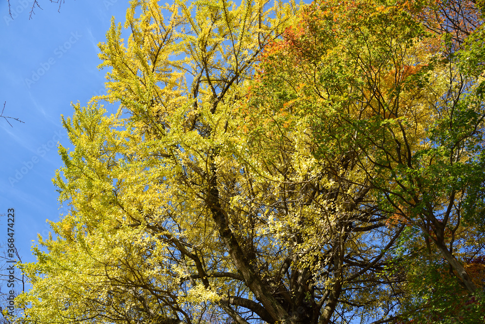 Red and yellow leaves in fall Red and yellow leaves in fall