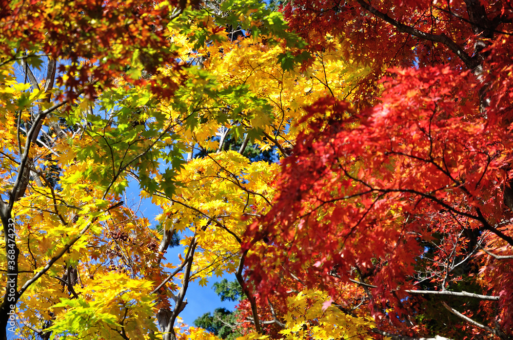 Red and yellow leaves in fall