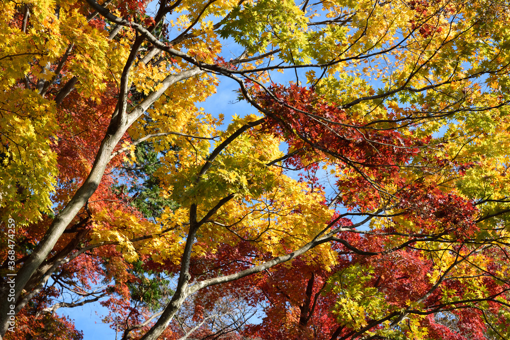 Red and yellow leaves in fall