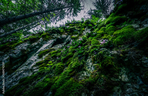 Old mossy stone wall in pine trees in green forest. Evening in a spooky woods.