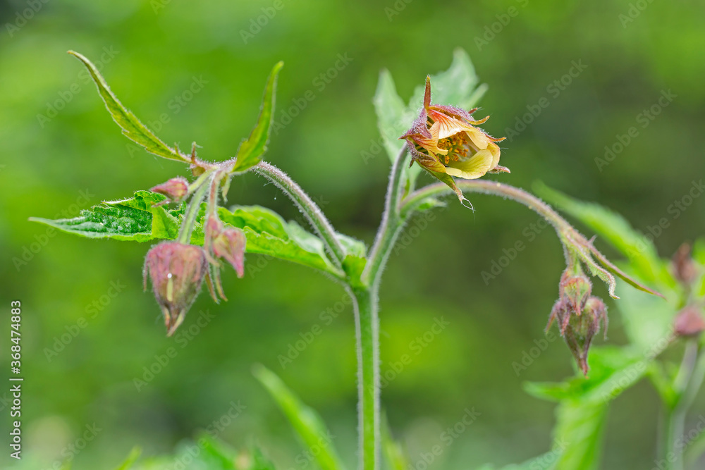 Geum rivale, the water avens, is a flowering plant of the family Rosaceae. Geum rivale, Water Avens. Wild plant shot in spring. Geum rivale, the water avens, is a flowering plant of the family Rosaceae. Geum rivale, Water Avens. Wild plant shot in spring.