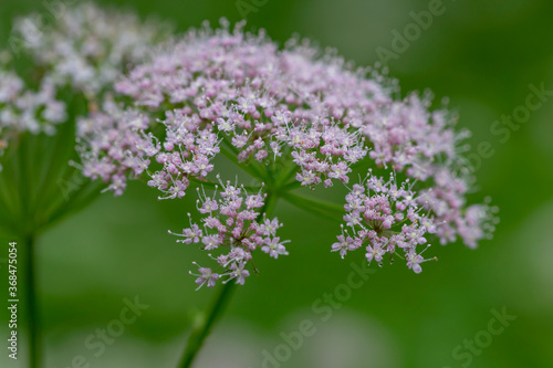Wallpaper Mural Hairy Chervil (Chaerophyllum hirsutum). Chaerophyllum hirsutum is a species of plant in the Apiaceae family, common in Europe. Torontodigital.ca
