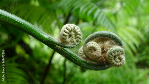 close up of young fern leaf