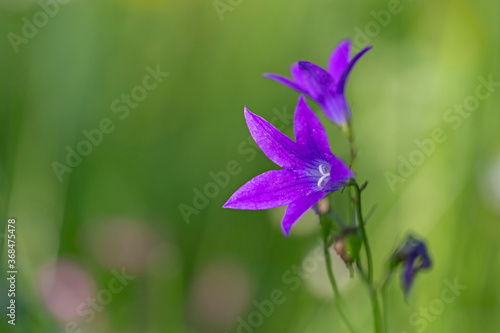 Campanula patula or spreading bellflower is a plant species of the family Campanulaceae. Spreading bellflower (Campanula patula) in the summer meadow. 