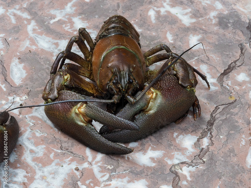 Close-up of signal crayfish