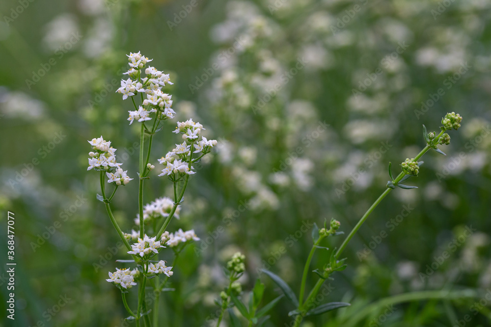 Galium mollugo, common name hedge bedstraw or false baby's breath, is a herbaceous annual plant of the family Rubiaceae. Small white flowers of hedge bedstraw or false baby's breath (Galium mollugo). Galium mollugo, common name hedge bedstraw or false baby's breath, is a herbaceous annual plant of the family Rubiaceae. Small white flowers of hedge bedstraw or false baby's breath (Galium mollugo).