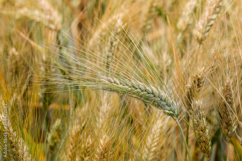 a cereal field in summer in the Lauragais near Toulouse a cereal field in summer in the Lauragais near Toulouse