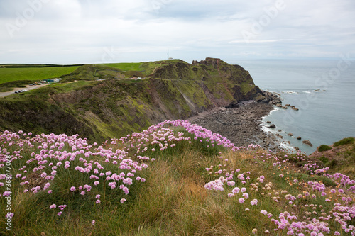 Sea thrift blooming at Devon's coast near Hartland Point