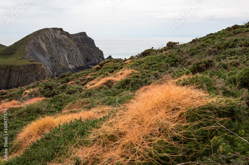 Bild auf Leinwand Gorse at Devon's coastline covered with brightly orange Common Dodder