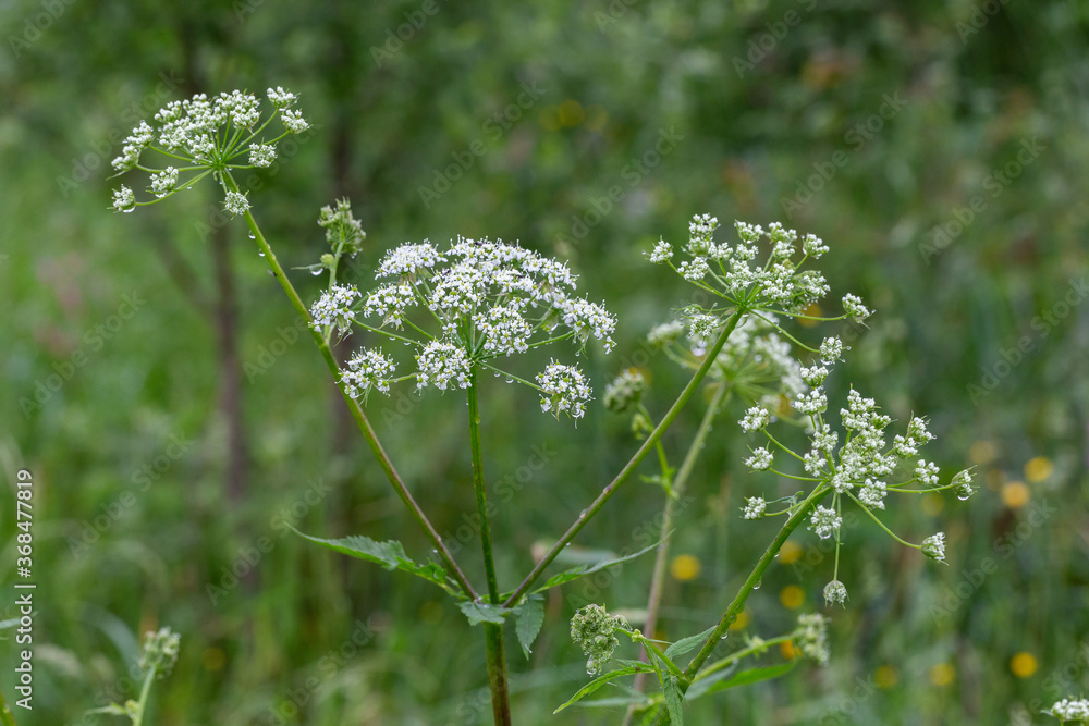 Anthriscus sylvestris, known as cow parsley, wild chervil,is a