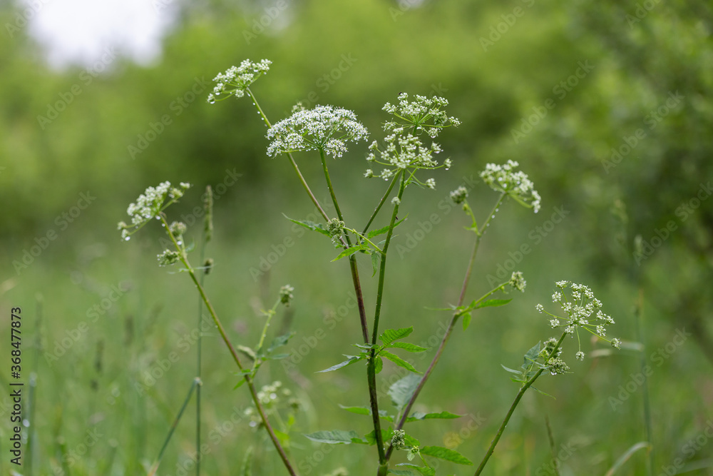Anthriscus sylvestris, known as cow parsley, wild chervil,is a