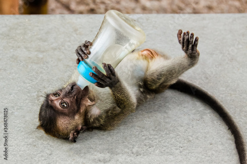 Little cute monkey in Thailand