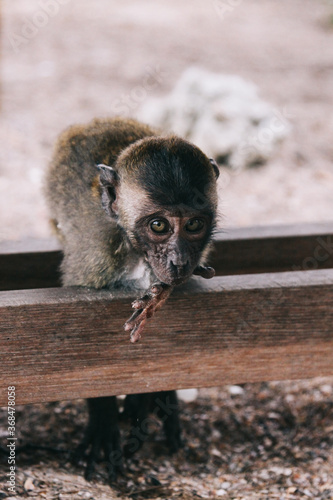 Little cute monkey in Thailand