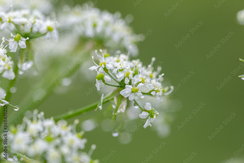 Anthriscus sylvestris, known as cow parsley, wild chervil,is a herbaceous biennial or short-lived perennial plant in the family Apiaceae. Cow parsley flower (Anthriscus sylvestris) Anthriscus sylvestris, known as cow parsley, wild chervil,is a herbaceous biennial or short-lived perennial plant in the family Apiaceae. Cow parsley flower (Anthriscus sylvestris)