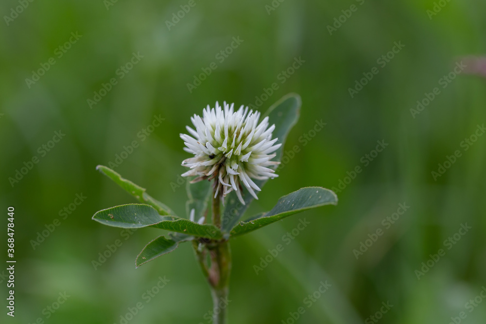 Trifolium montanum, the mountain clover is a plant species of the family Fabaceae. White flower head of the mountain clover, Trifolium montanum. Trifolium montanum, the mountain clover is a plant species of the family Fabaceae. White flower head of the mountain clover, Trifolium montanum.