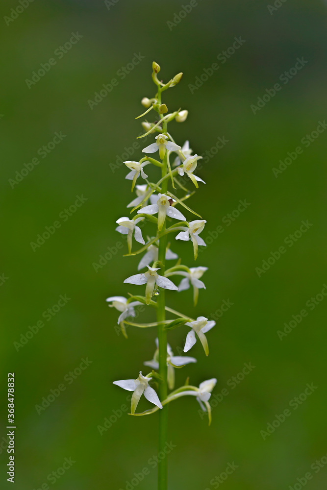 wild orchid (Platanthera bifolia) commonly known as the Lesser