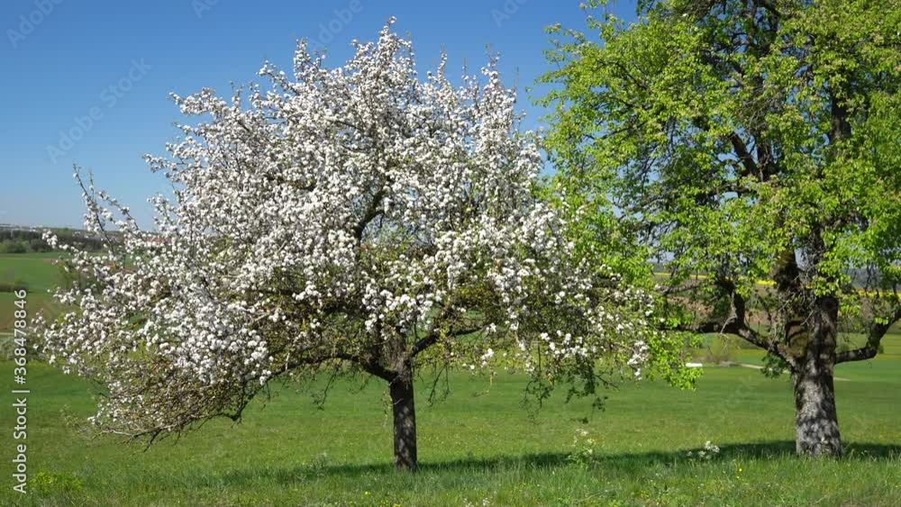 Weiß blühender Apfelbaum neben einem grünen, bereits verblühten Birnbaum auf einer Wiese bei sehr leichtem Wind Weiß blühender Apfelbaum neben einem grünen, bereits verblühten Birnbaum auf einer Wiese bei sehr leichtem Wind