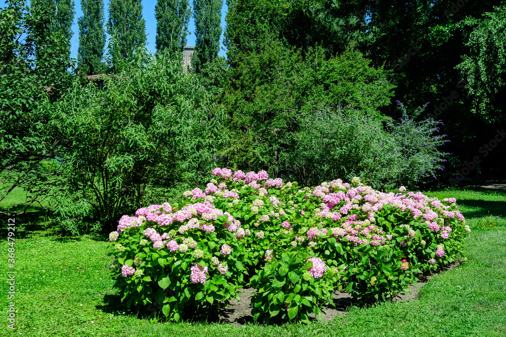 Fototapeta premium Magenta pink hydrangea macrophylla or hortensia shrub in full bloom in a flower pot, with fresh green leaves in the background, in a garden in a sunny summer day.