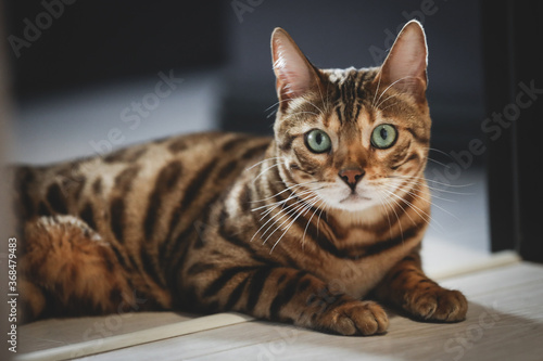 Portrait of a adorable Bengal cat sitting on a floor. Domestic animal. Cute kitty.