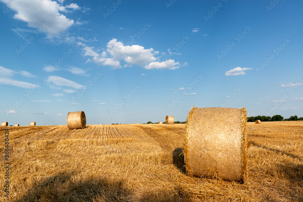 Hay bales on a field