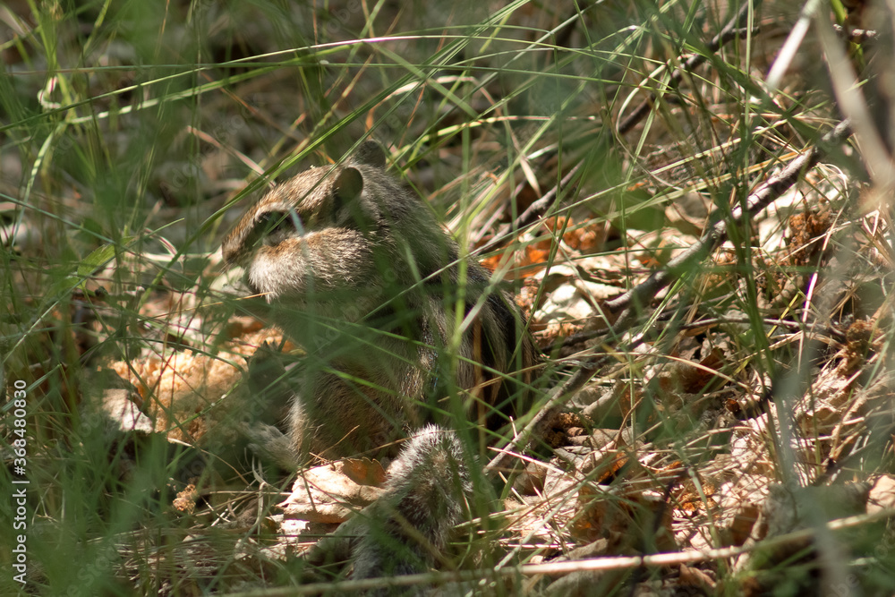 chipmunk in the grass