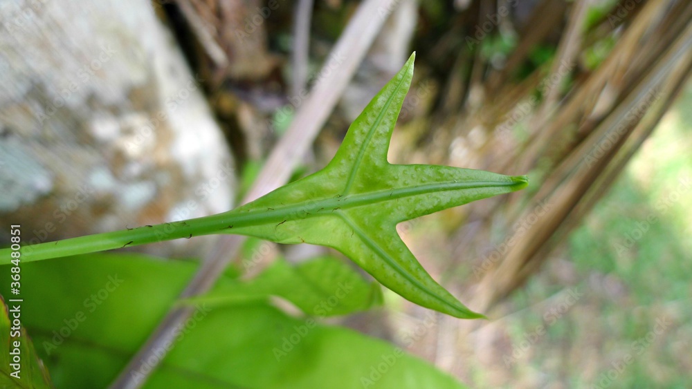 Phymatosorus scolopendria fern leaf Phymatosorus scolopendria fern leaf