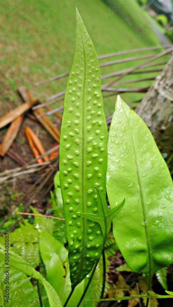 Phymatosorus scolopendria fern leaf

