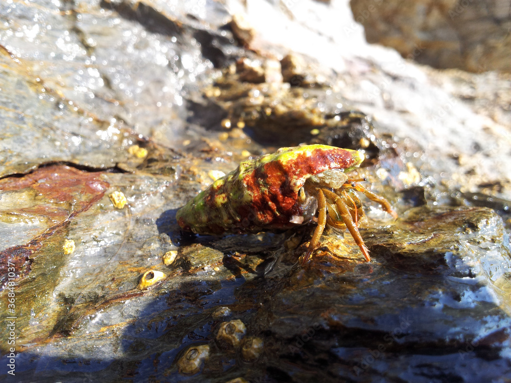 Hermit crab on a rock in Costa Brava, Catalonia, Spain