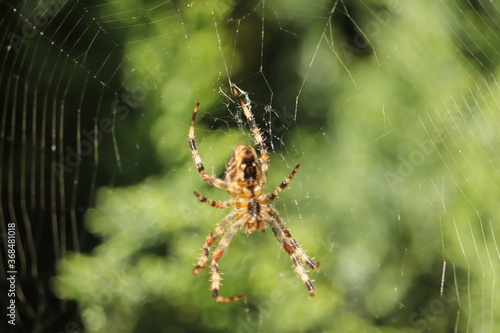 wielki pająk w swojej pajęczynie czeka na zdobycz