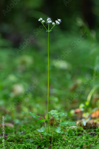 Tiny woodland wild flower, Sanicula europaea. Wood sanicle. Tiny woodland plant. Sanicula europaea. Sanicula europaea (sanicle, wood sanicle) is a perennial plant of the family Apiaceae.