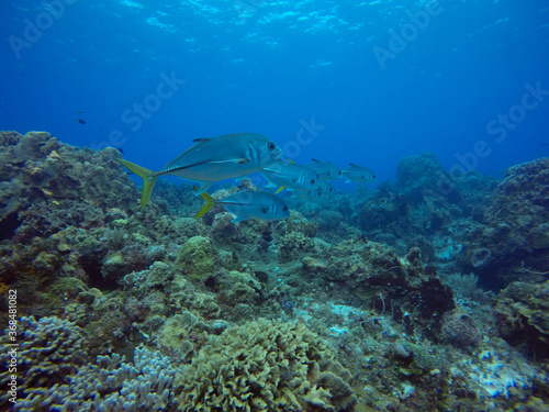 Mackerels in clear Caribbean waters  one of the most beautiful places for diving and snorkel  Cozumel  Riviera Maya  Mexico