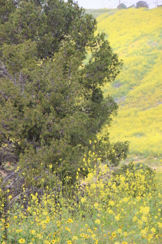 Fototapeta Naklejka Na Ścianę i Meble -  spring landscape with yellow flowers